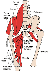 dell anca, flessori dell, flessori dell anca, muscoli addominali