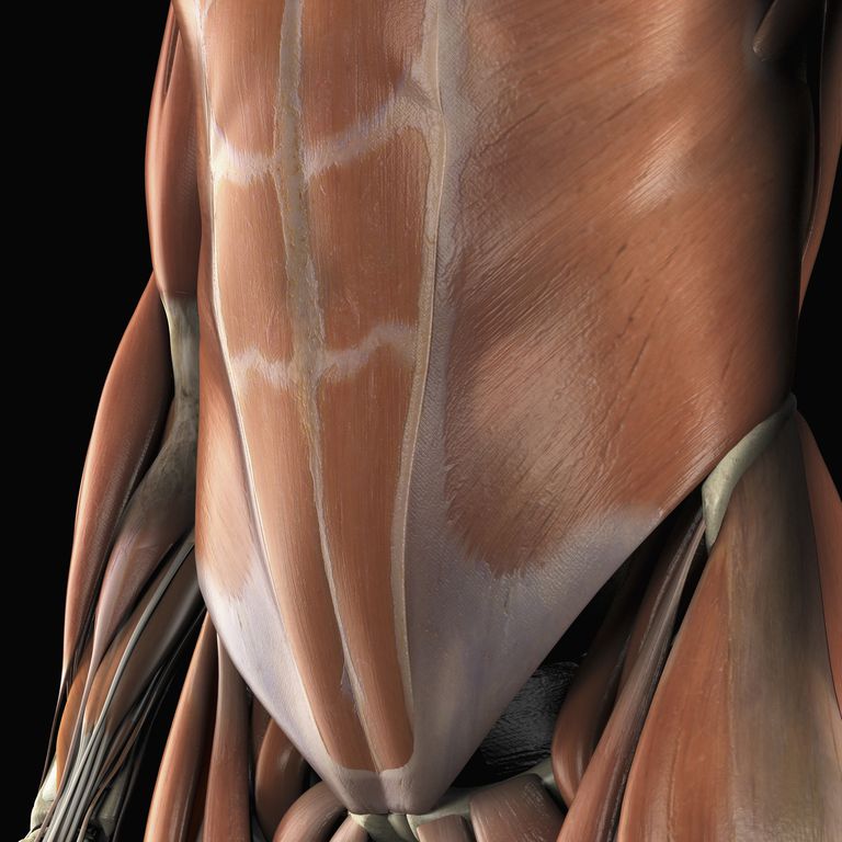 dell anca, flessori dell, flessori dell anca, muscoli addominali