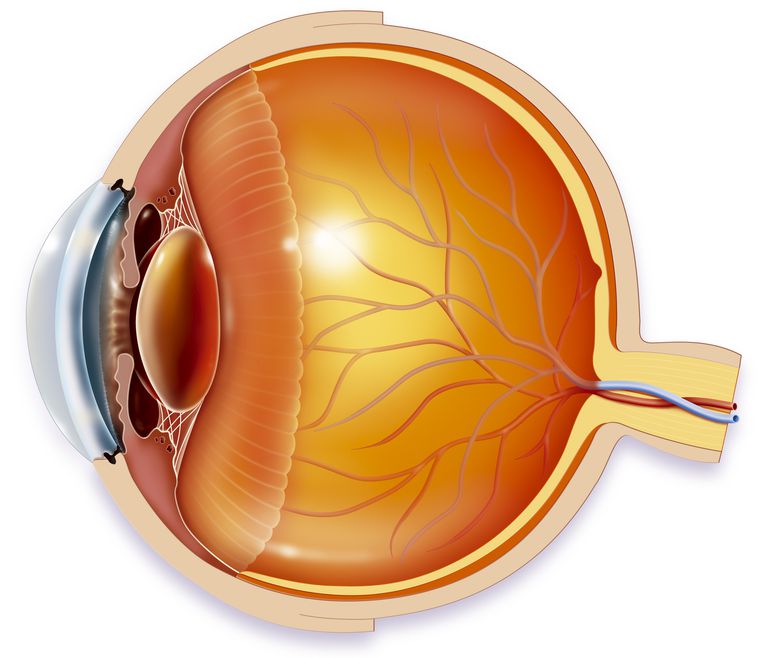 dell occhio, lente dell, lente dell occhio, sulla retina, alla luce, anteriore dell
