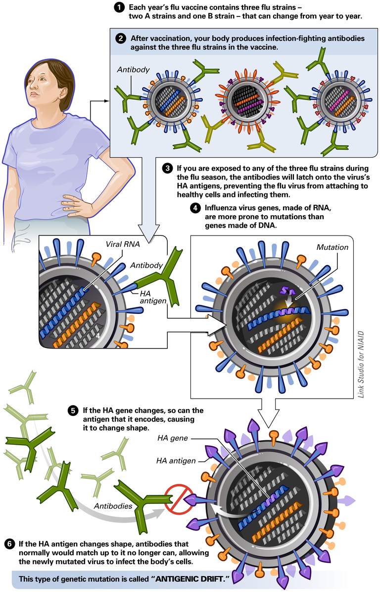 dell influenza, virus dell, virus dell influenza, deriva antigenica, virus influenzale, spostamento antigenico