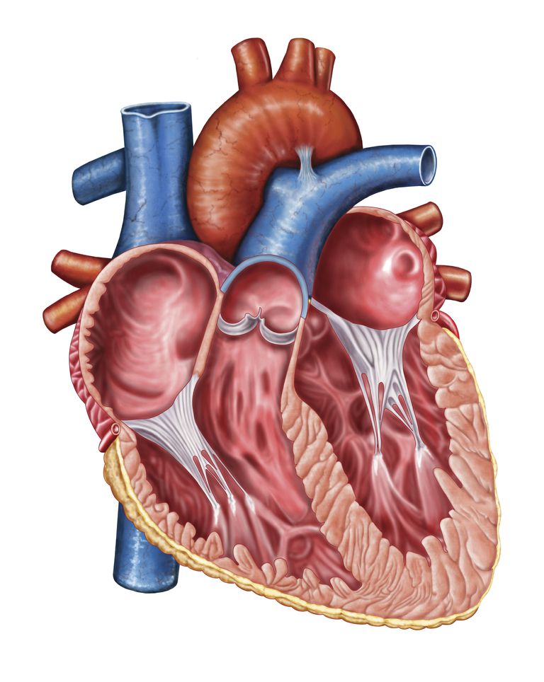 rigurgito aortico, valvola aortica, ventricolo sinistro, della valvola, della valvola aortica, radice aortica