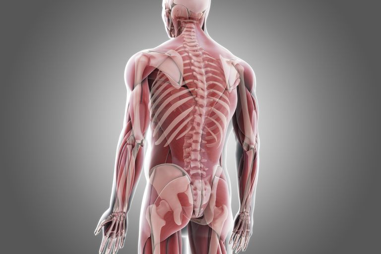 colonna vertebrale, della colonna, della colonna vertebrale, sistema nervoso, controllo neurale, instabilità spinale