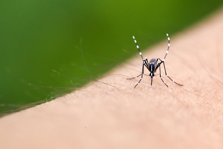 febbre gialla, Aedes aegypti, Nilo occidentale, virus Zika