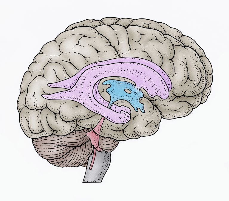 sistema ventricolare, cerebrale ventricoli, liquido cerebrospinale, nervoso centrale, sistema nervoso, sistema nervoso centrale