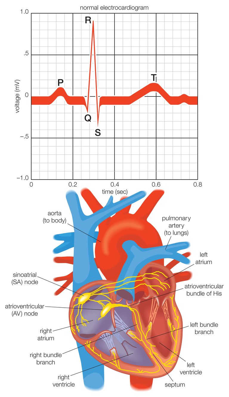 segnale elettrico, sistema elettrico, elettrico cuore, impulso elettrico, destro sinistro, elettrico cardiaco