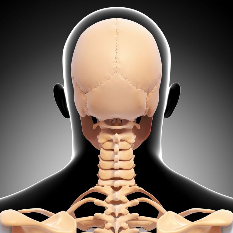 colonna vertebrale, della colonna, della colonna vertebrale, colonna vertebrale cervicale, vertebrale cervicale