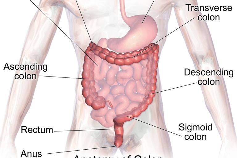 della pelle, allo stoma, alla stomia, della stomia, dispone sistema, sacca colostomia