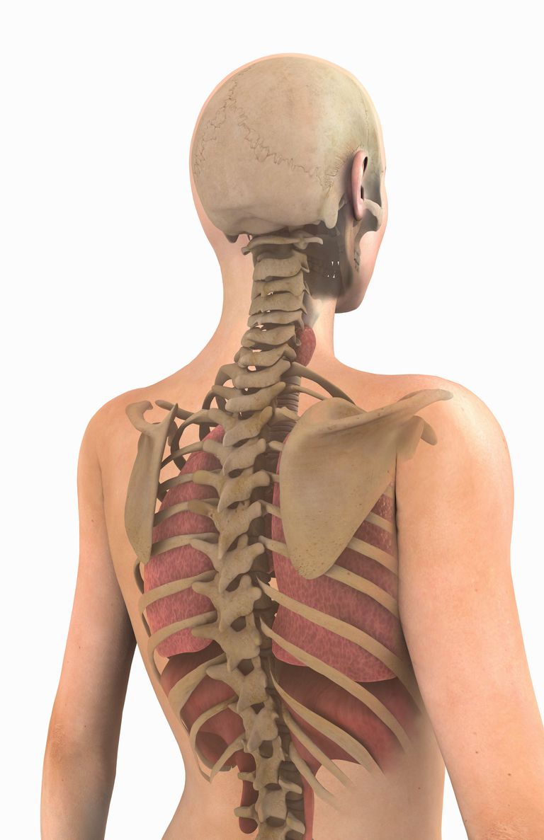 colonna vertebrale, midollo spinale, pressione sanguigna, salute generale