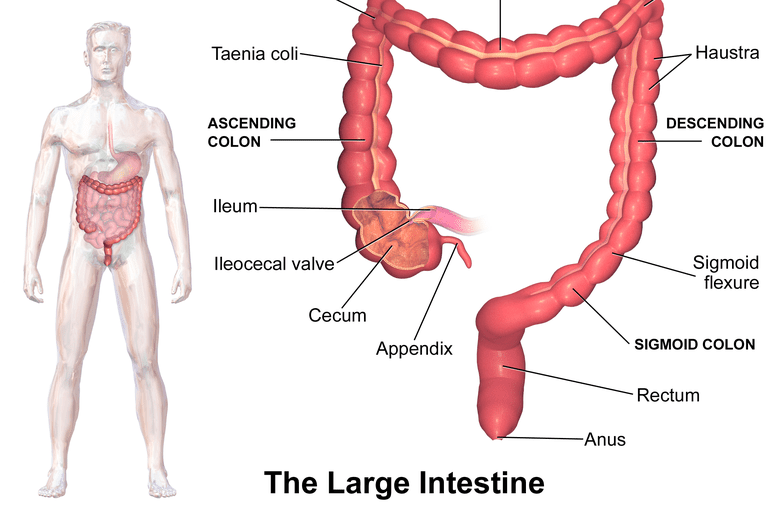 intestino crasso, dell intestino, intestino tenue, dell addome, dell intestino crasso