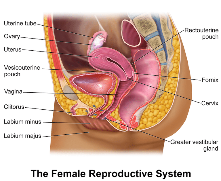 nell addome, cancro ovarico, dell ovaio, sintomi includono, addome inferiore, alla sterilità