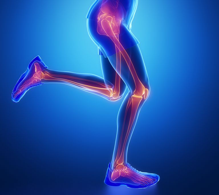 estremità inferiore, dell anca, della caviglia, segmento articolazione, articolazione della, articolazione ginocchio