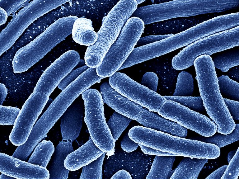 batteri intestinali, dell intestino, batteri buoni, batteri dell, come batteri