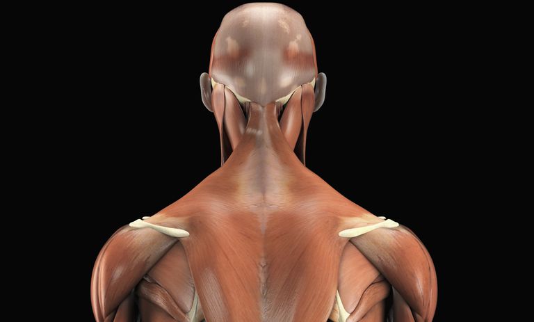 della schiena, muscoli della, muscoli della schiena, nella parte, della scapola, della schiena estrinseca