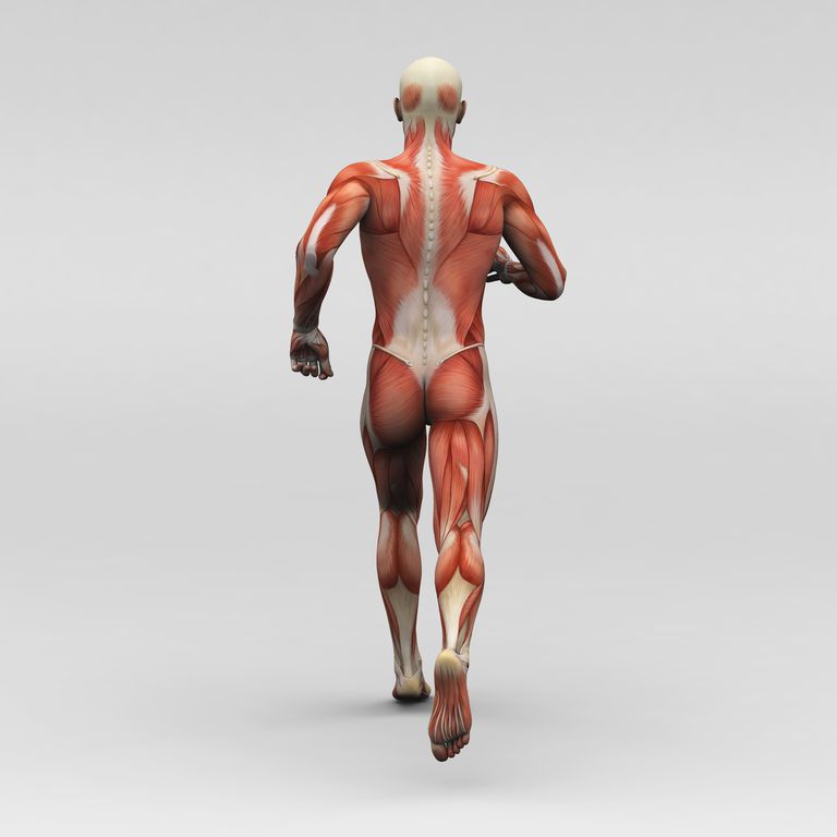 bicipite femorale, della coscia, muscoli posteriori, muscoli posteriori della