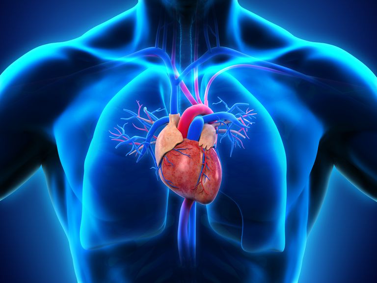 pompa cardiaca, ventricolo destro, ventricolo sinistro, atrio destro