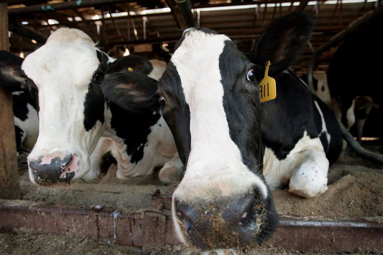 antibiotici bestiame, agli antibiotici, degli antibiotici, resistenti farmaci