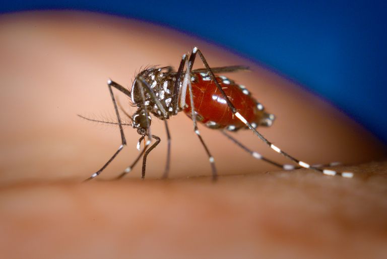 Aedes albopictus, Alcune parti, Nord America, stato trovato