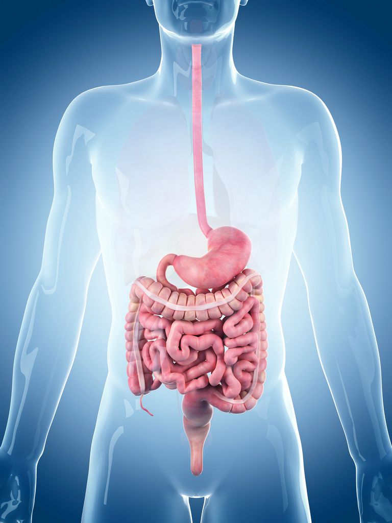 intestino tenue, nell intestino, nell intestino tenue, enzimi digestivi, lipasi linguale, dello stomaco