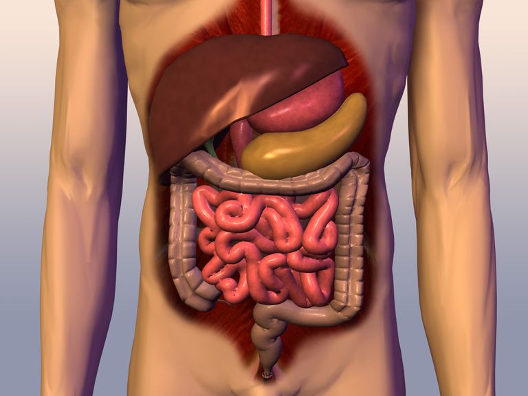 dello stomaco, dell intestino, bruciore stomaco, sistema digestivo, dello stomaco dell, intestino tenue