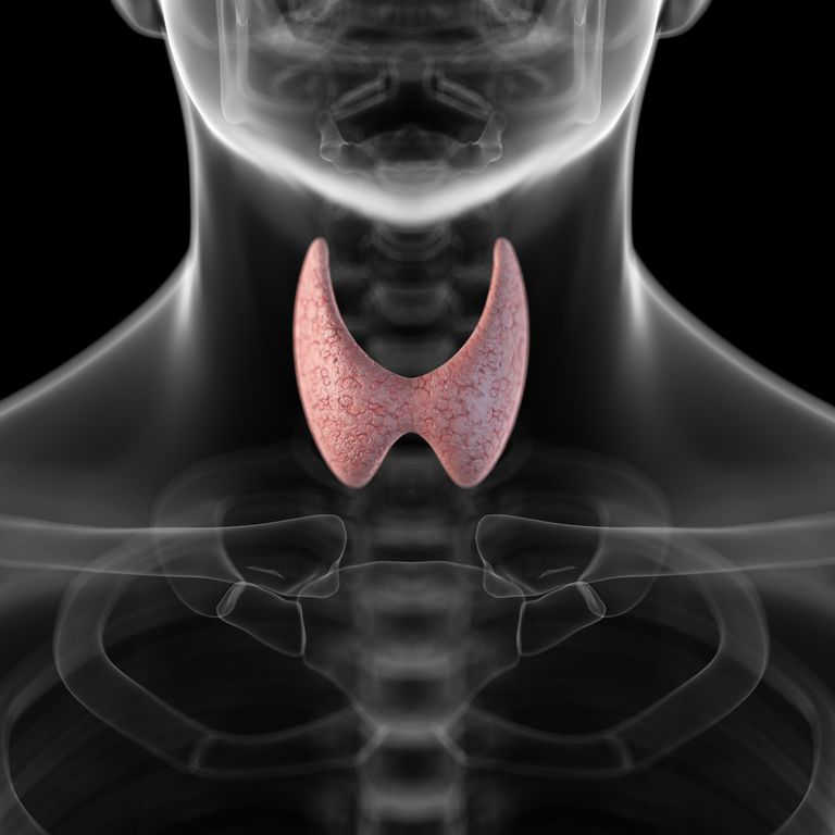ormoni tiroidei, della tiroide, ghiandola tiroidea, ormone tiroideo, ghiandola tiroide, degli ormoni
