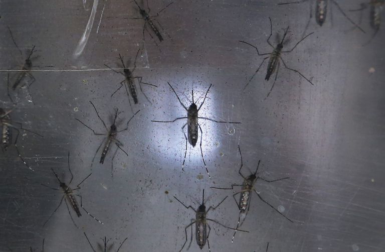 dalle zanzare, zanzare sono, come Aedes, donne incinte