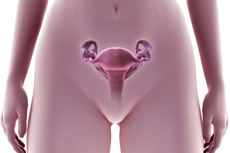 dell ovulazione, stai ovulando, ciclo mestruale, muco cervicale