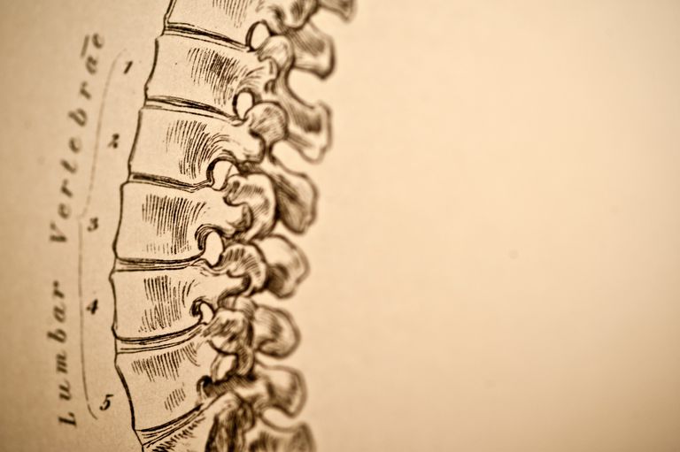 colonna vertebrale, della colonna, della colonna vertebrale, colonna lombare, area della, area della colonna