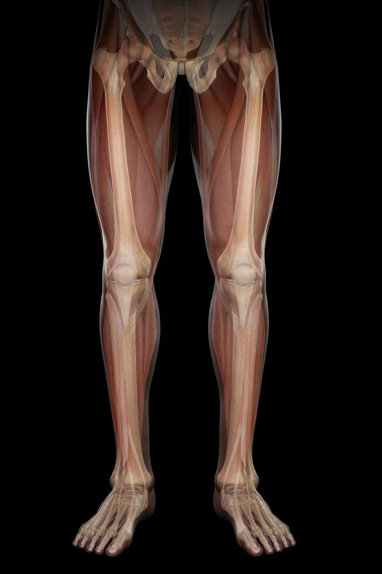 articolazione ginocchio, dell articolazione, della cartilagine, dell articolazione ginocchio