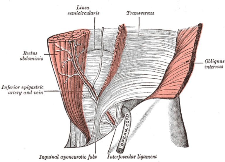 colonna vertebrale, dell addome, organi interni, attivati muscoli, colonna lombare, isometrica questa