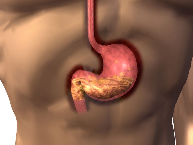 intestino tenue, apparato digerente, nell intestino, sistema digestivo