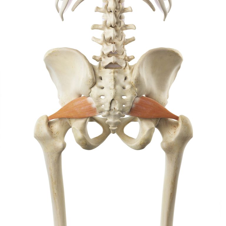 dell anca, livello intermedio, ossa sedute, piriforme seduto