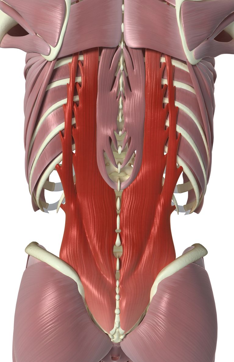 colonna vertebrale, della colonna, della colonna vertebrale, vertebra toracica, anello osseo