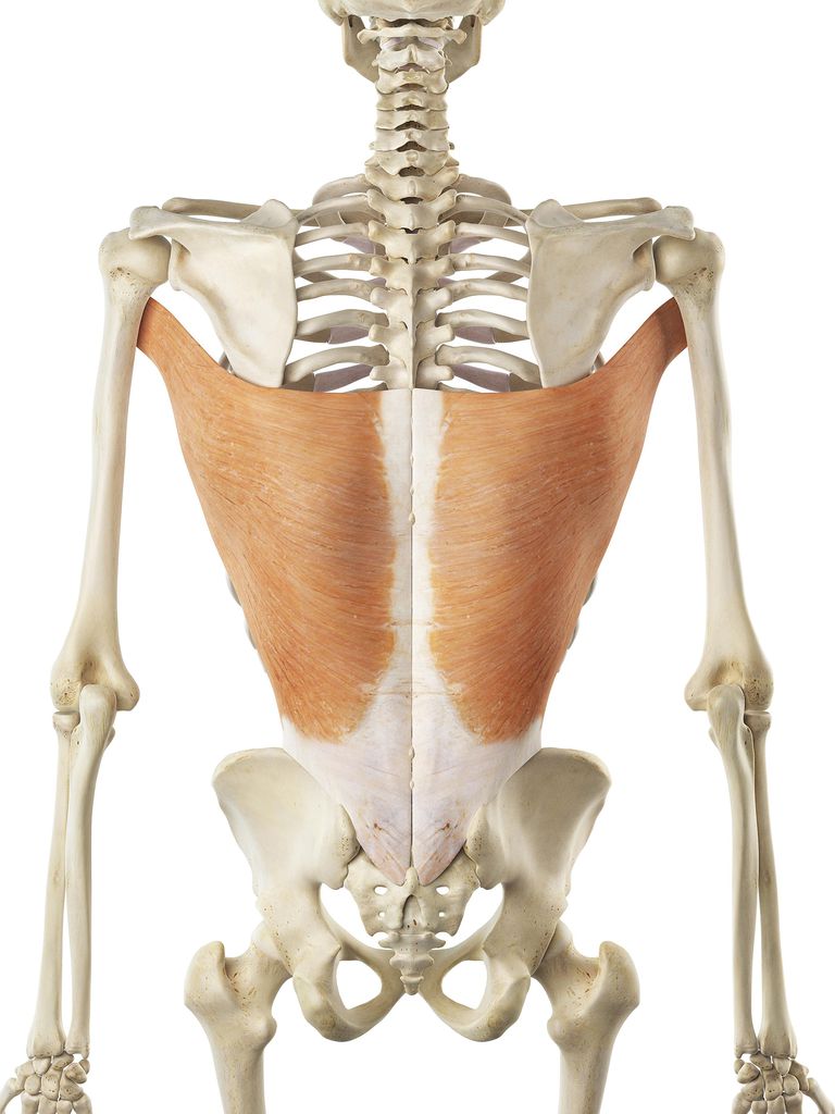 gran dorsale, muscolo gran, muscolo gran dorsale, della spalla, Latissimus Dorsi, muscolo dorso