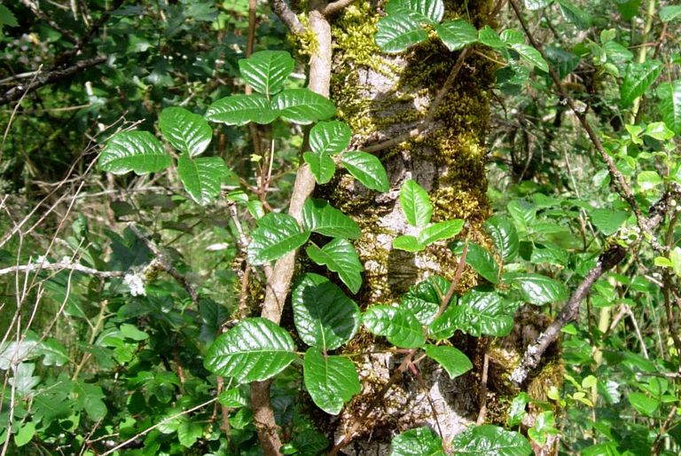 quercia velenosa, foglie forma, rovere velenoso, solo foglie, dell Oregon, delle foglie