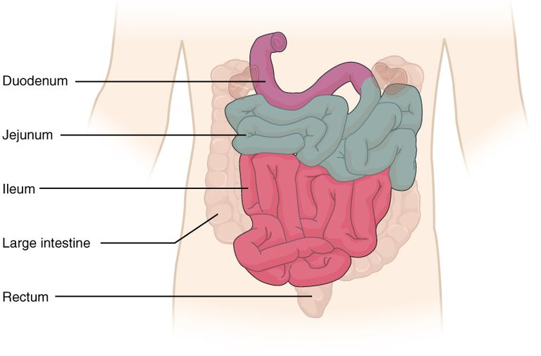 intestino tenue, intestino crasso, colon retto, sistema digestivo, tubo muscolare, cibo mangi