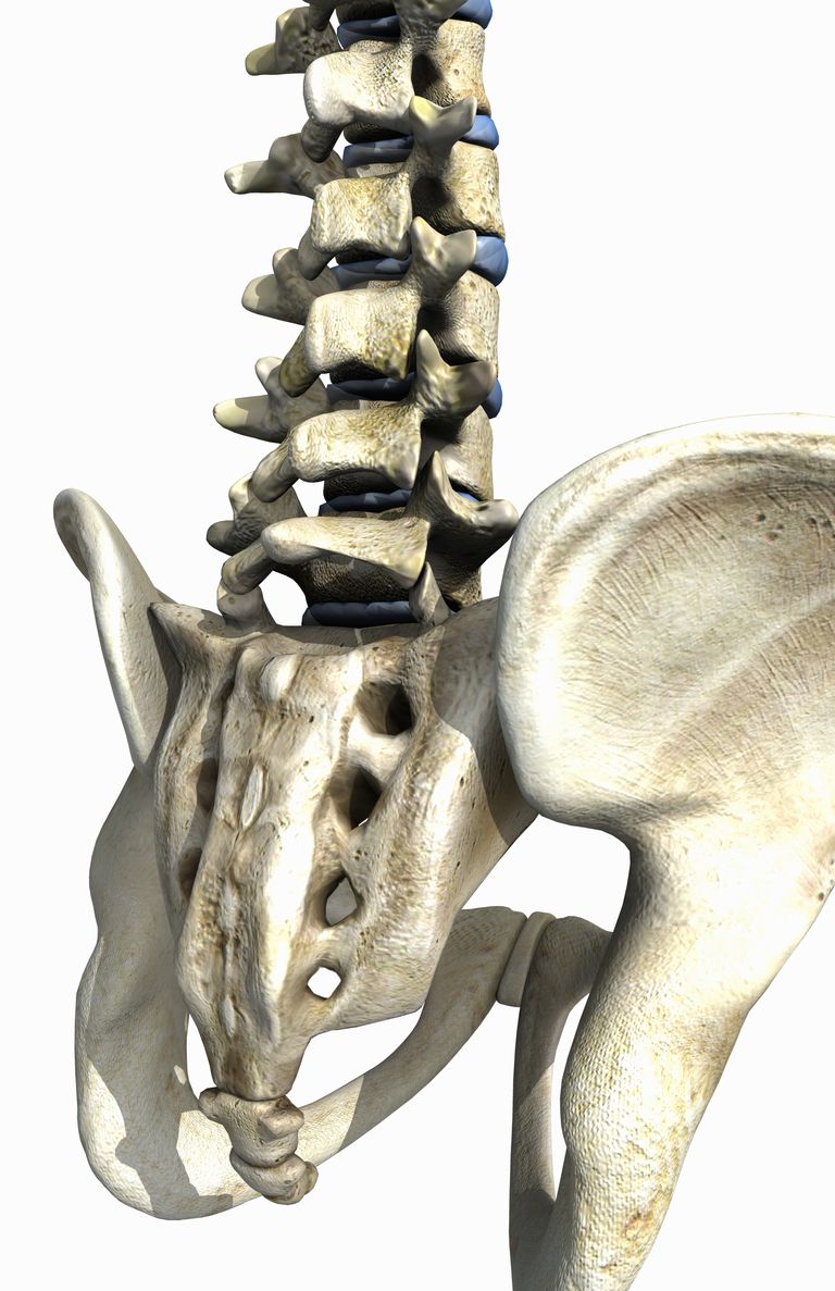 colonna vertebrale, della colonna, della colonna vertebrale, osso sacro