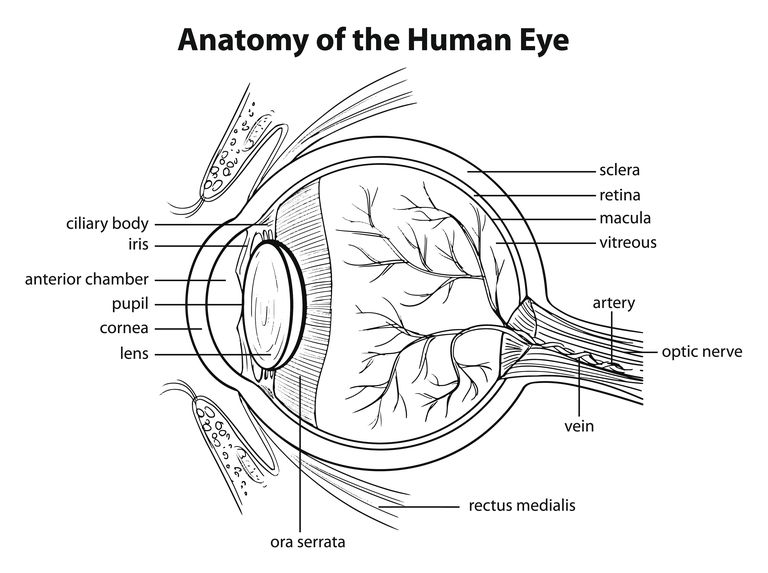 vasi sanguigni, telangiectasia maculare, perdita della, visione centrale, dell occhio