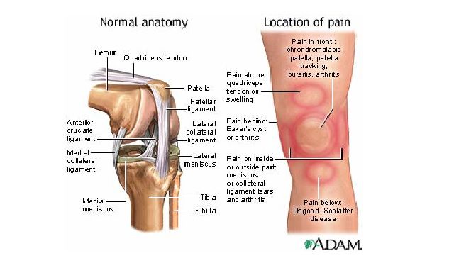 articolazione femoro-rotulea, della rotula, alla rotula, della coscia, articolazioni femoro-rotulea