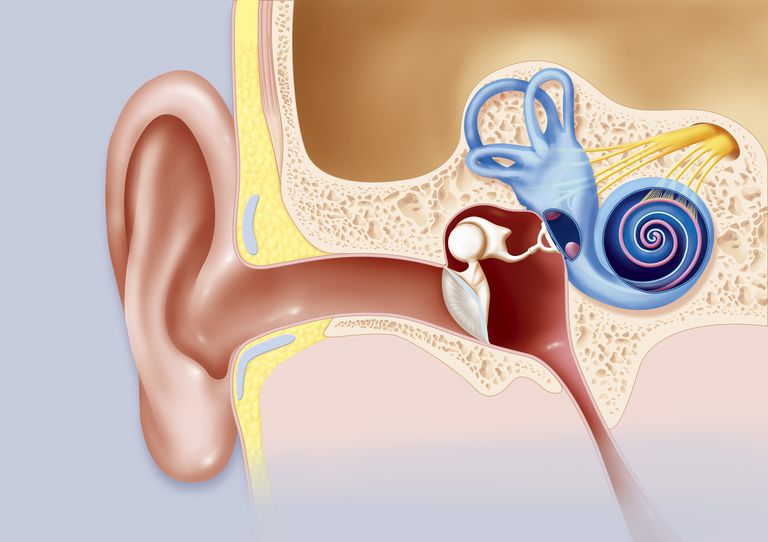 malformazioni Mondini, dell orecchio, dell orecchio interno, malformazione Mondini, orecchio interno, acustici sono