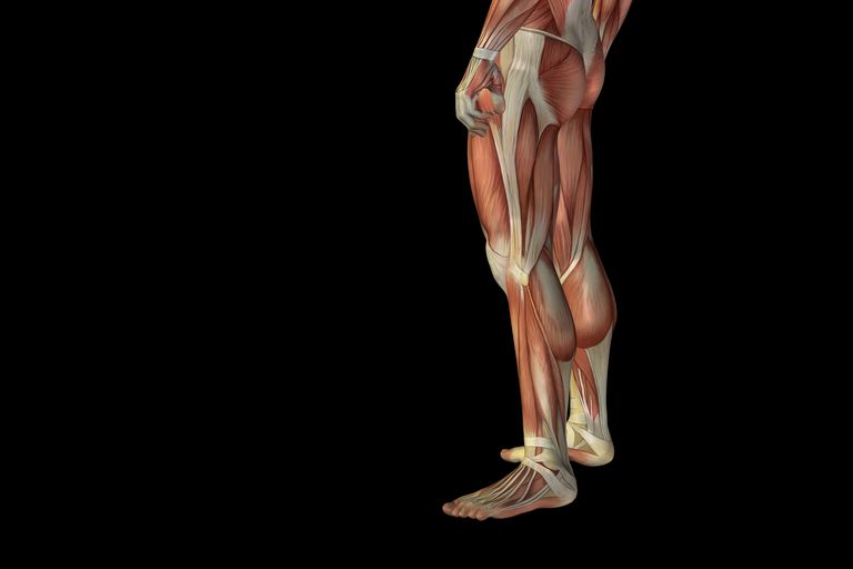 colonna vertebrale, ernia disco, midollo spinale, nervo spinale, radice nervo, radice nervo spinale