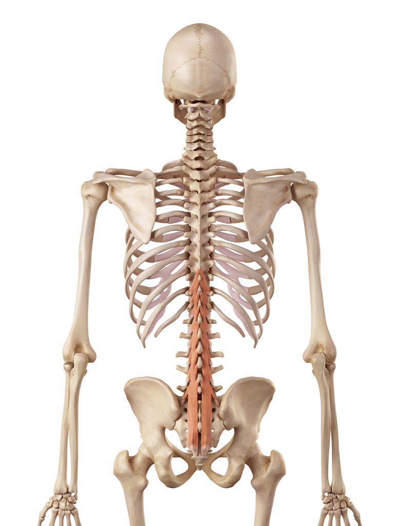 colonna vertebrale, della colonna, della colonna vertebrale, della schiena