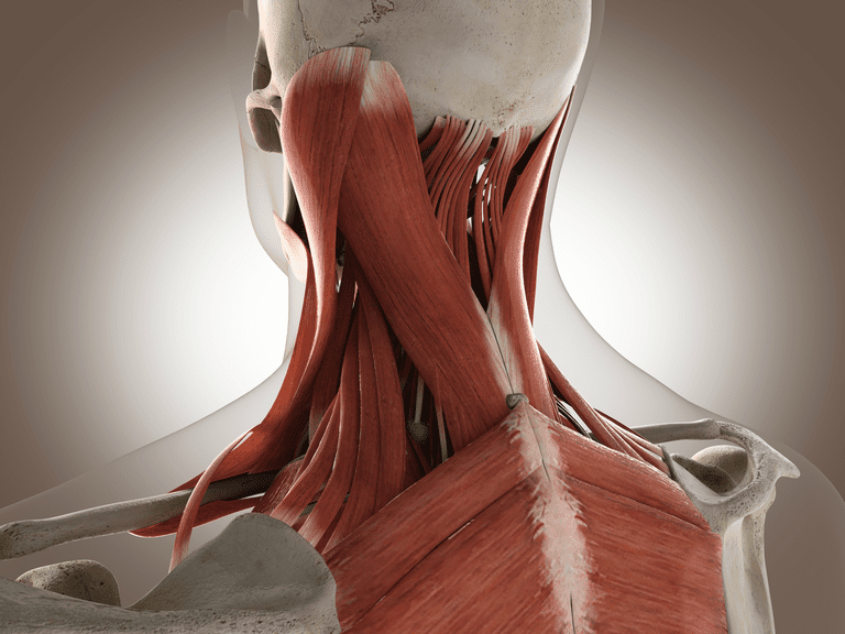 origini inserimenti, attacca osso, dell articolazione, estremità muscolo, fanno parte, inserimenti muscoli