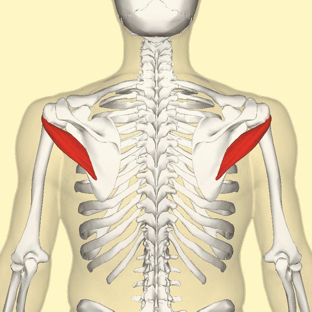 cuffia rotatori, della cuffia, della cuffia rotatori, della spalla, muscoli della