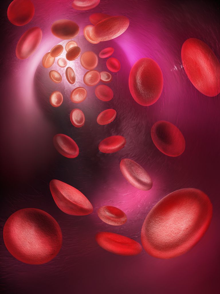 globuli bianchi, globuli rossi, cellulare mieloide, cellule sangue, leucemia mieloide
