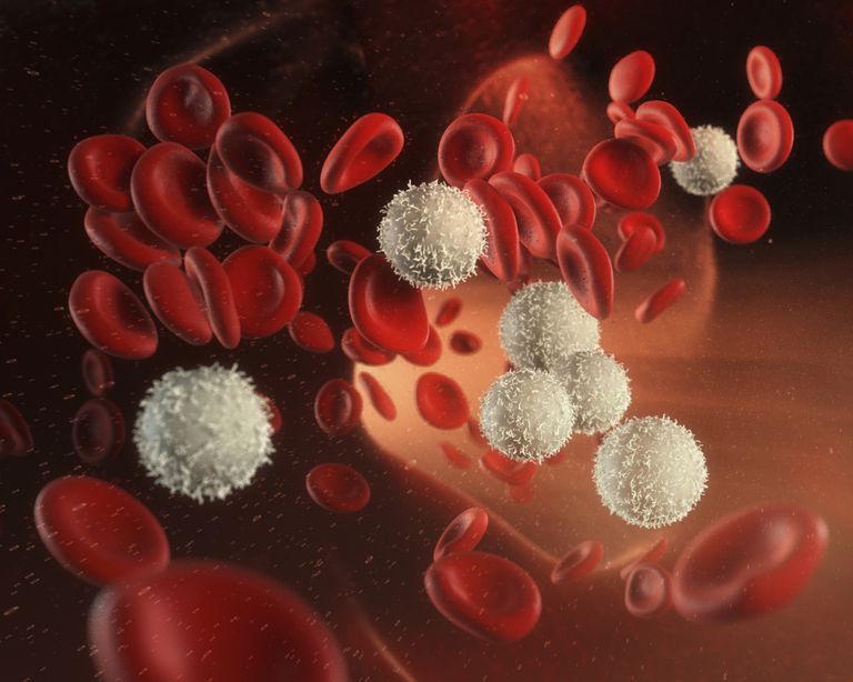 globuli bianchi, cellule sangue, cancro alla, delle cellule, delle cellule sangue, globuli rossi