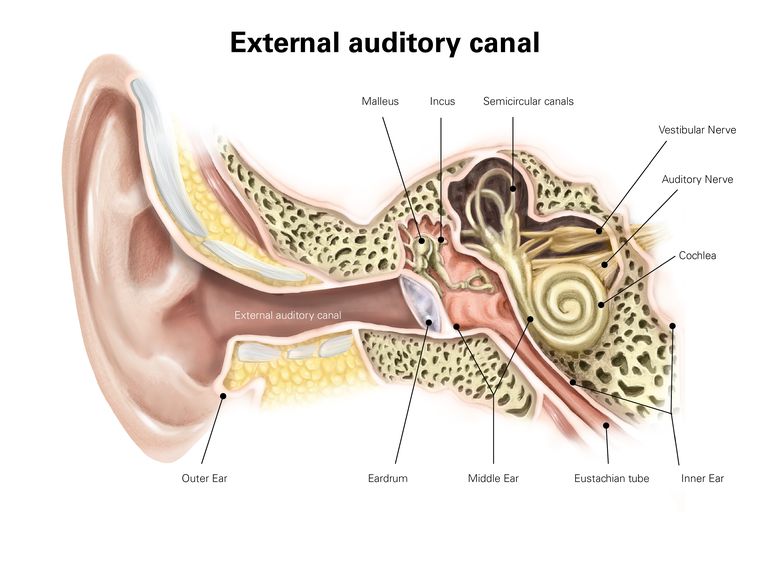 tubo Eustachio, della tuba, orecchio interno, nell orecchio, tuba Eustachio patologica, dell autofonia