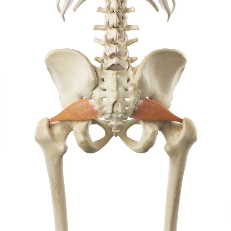 dell anca, nervo sciatico, tendine piriforme, arti inferiori, articolazione dell, articolazione dell anca