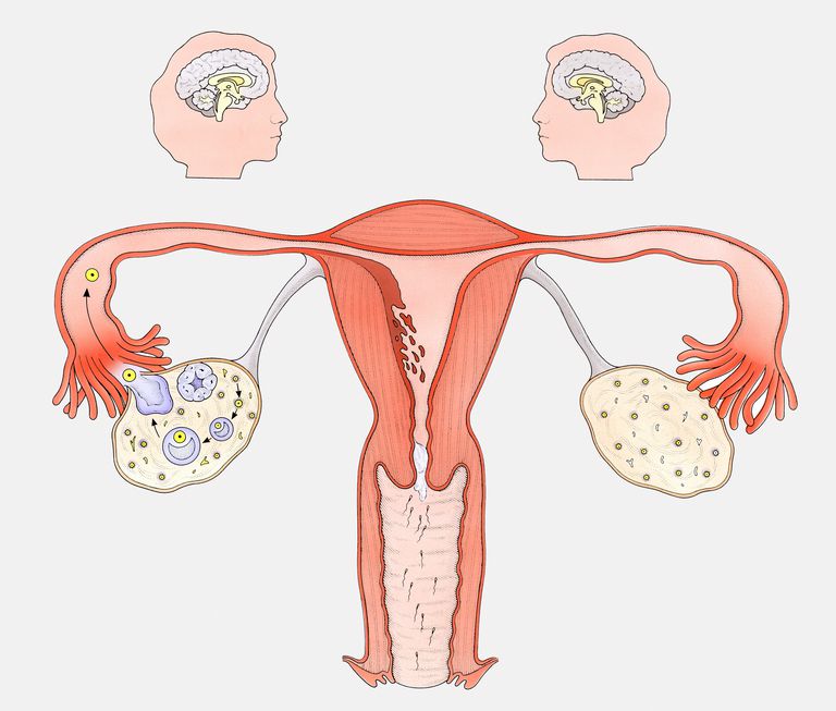 corpo luteo, fase luteale, ciclo mestruale, progesterone viene