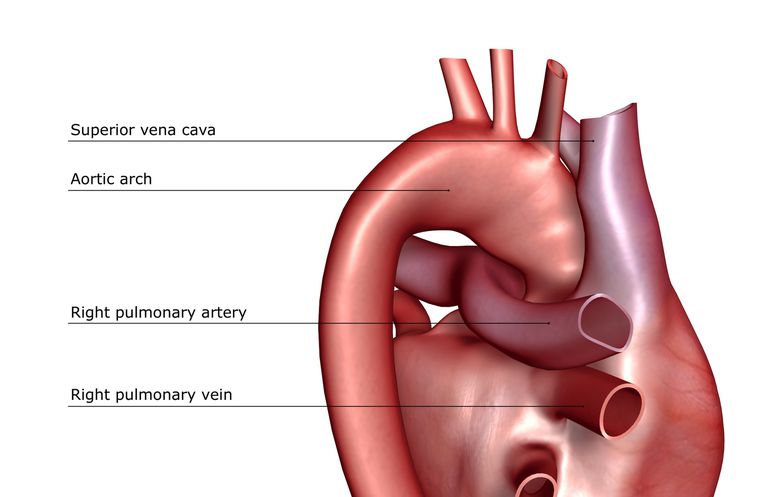 arteria polmonare, nostro cuore, fattori rischio, arteriosa polmonare, contenuto ossigeno