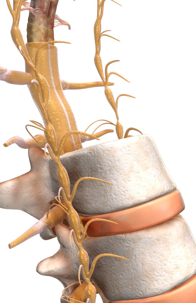 colonna vertebrale, radice nervo, nervo spinale, radice nervo spinale